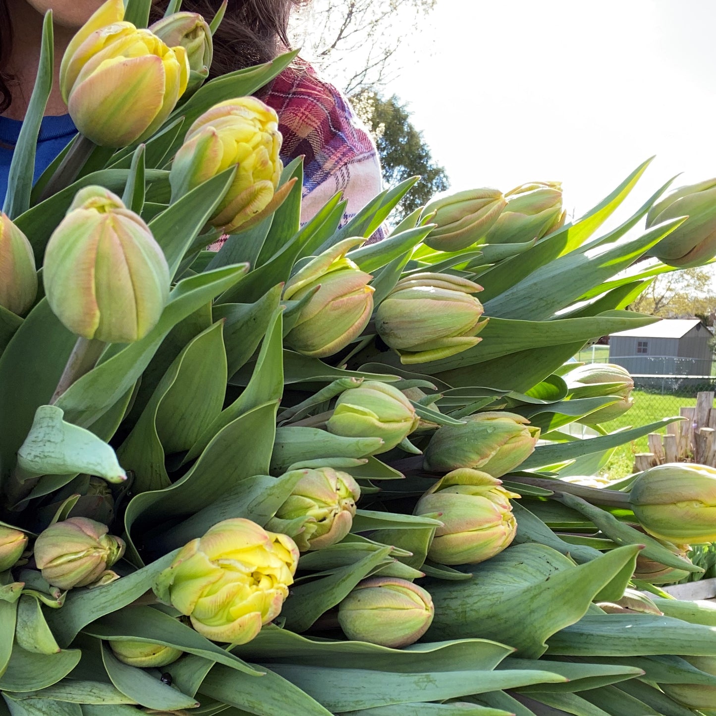 The Signature Specialty Tulips Bouquet