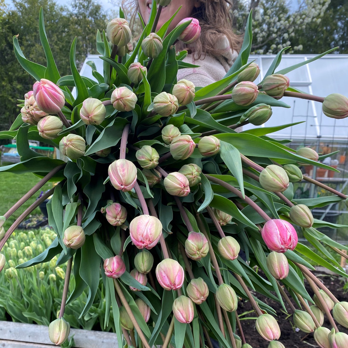 The Signature Specialty Tulips Bouquet