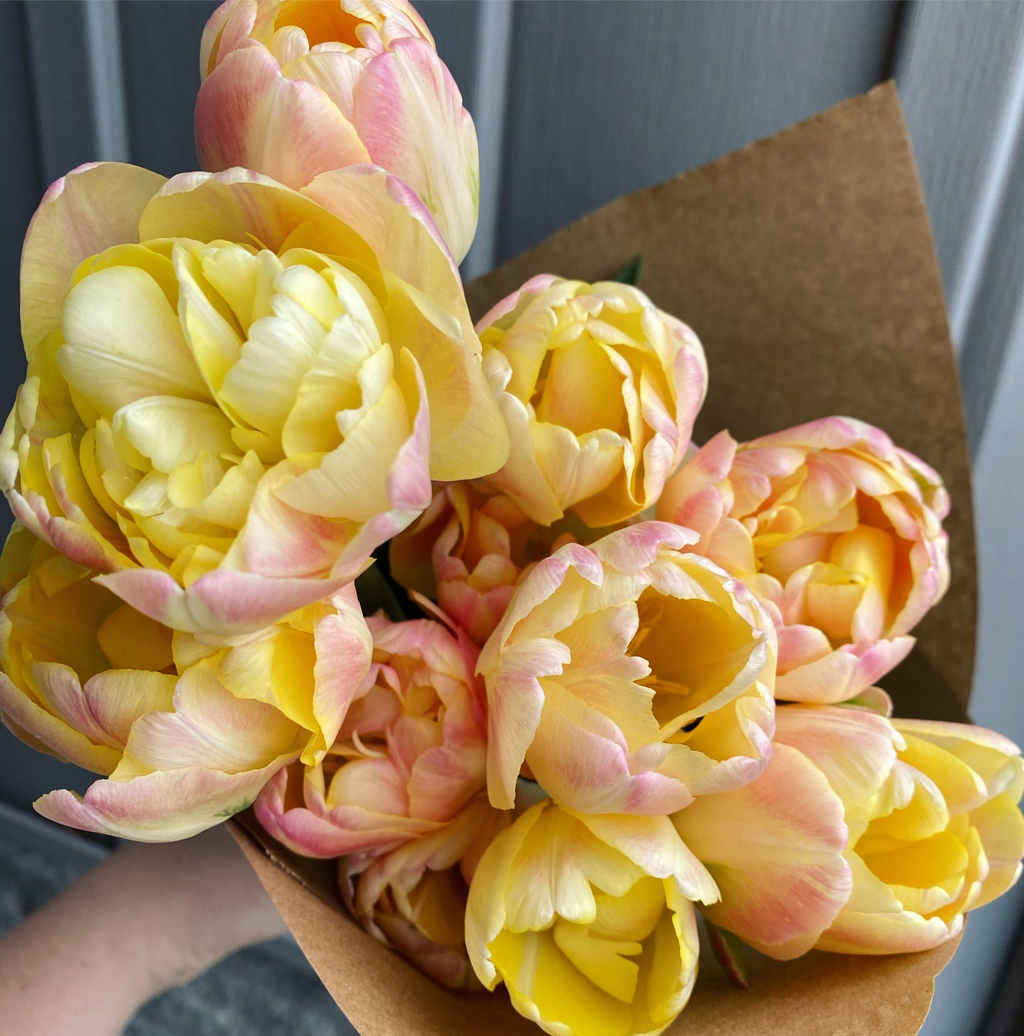 Specialty Tulips 'Creme Upstar'
