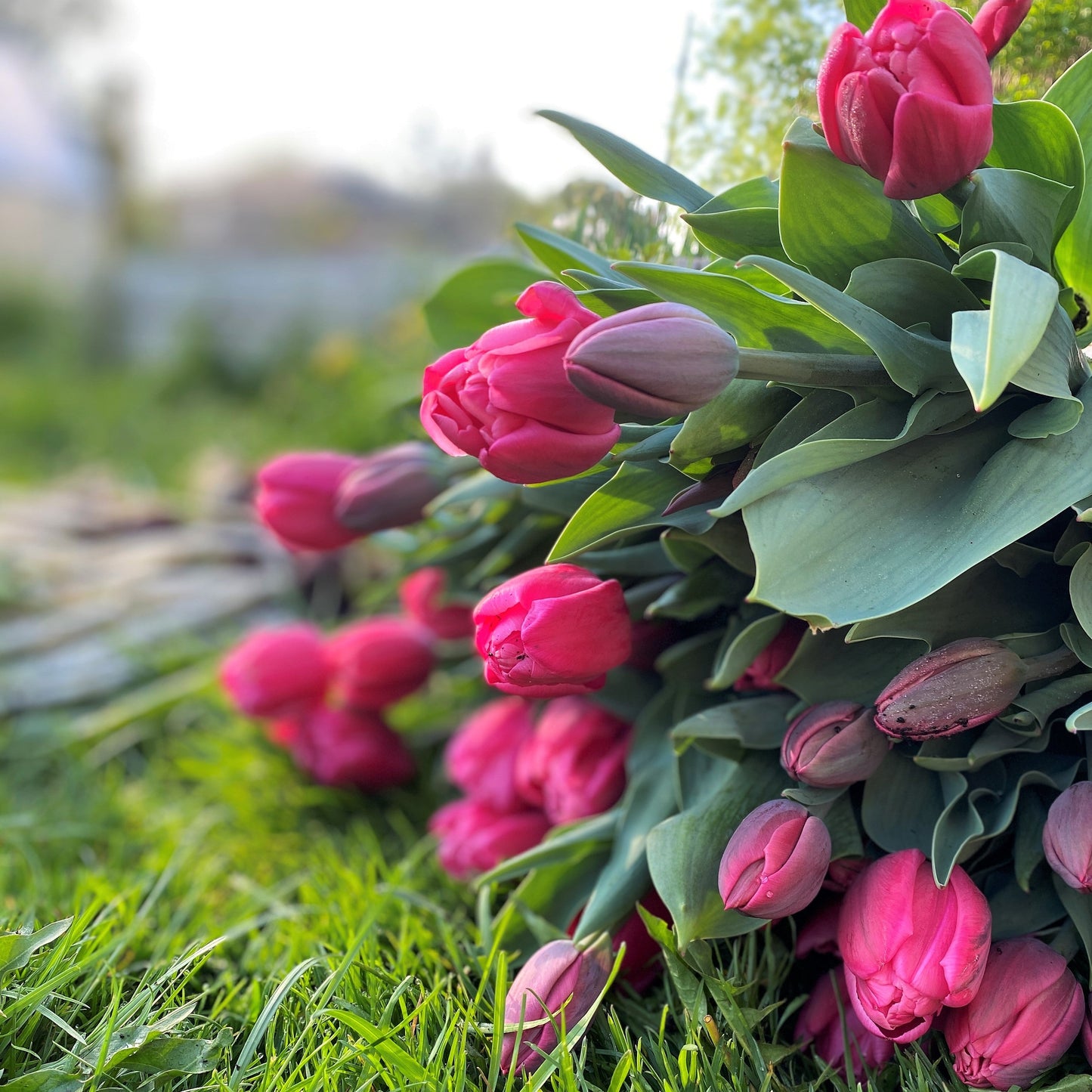 The Luxe Specialty Tulips Bouquet